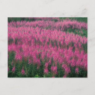Cartão Postal Canadá, Quebec, Gaspe. Flores Roxas de Lythrum,