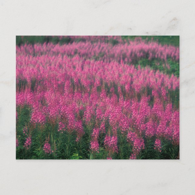 Cartão Postal Canadá, Quebec, Gaspe. Flores Roxas de Lythrum, (Frente)