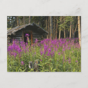 Cartão Postal Canadá, Yukon, região do Rio Ross, Cabana abandona