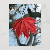 Canadense Maple Leaf