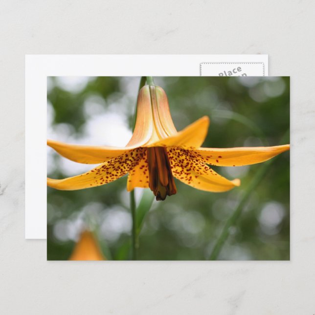 Cartão Postal Canadian Lily Flower Photography Personalized (Frente/Verso)