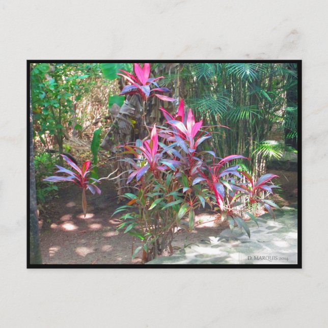 CARTÃO POSTAL CANCUN 17 POSTCARD (Frente)