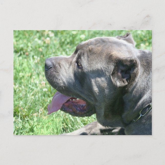 cartão postal Cane Corso (Frente)