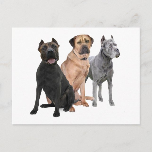 Cartão Postal Cane Corso Três (Frente)