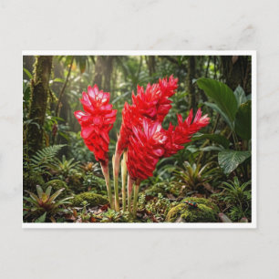 Cartão Postal Caneca de Café Flor de Gengibre Botânica Vibrante