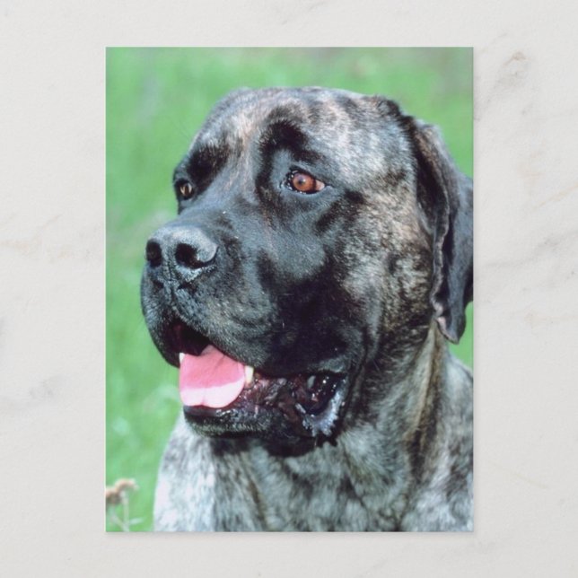 Cartão Postal Canela de Cães (Frente)