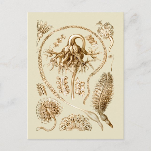 Cartão Postal Canetas marítimas (Frente)