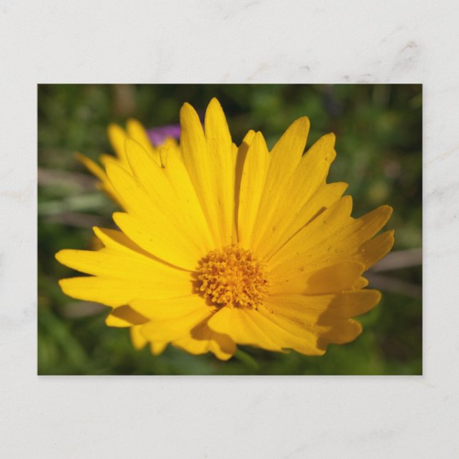 Cartão Postal Cânfora (Frente)