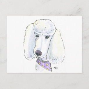 Cartão Postal Caniche