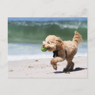 Cartão Postal Caniche - abricó - jogo da caniche
