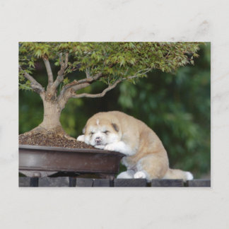 Cartão Postal Canina