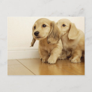 Cartão Postal Canina