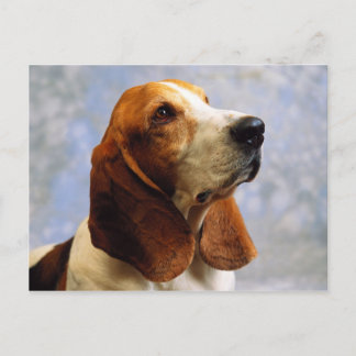 Cartão Postal Canina