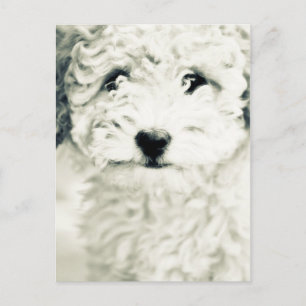 Cartão Postal Canina