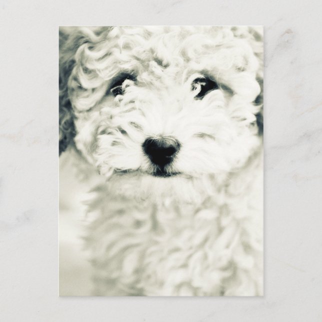 Cartão Postal Canina (Frente)