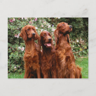 Cartão Postal Canina