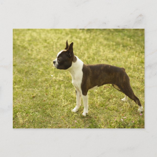 Cartão Postal Canina (Frente)