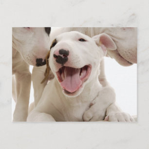 Cartão Postal Canina