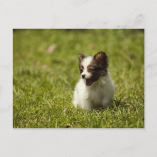 Cartão Postal Canina