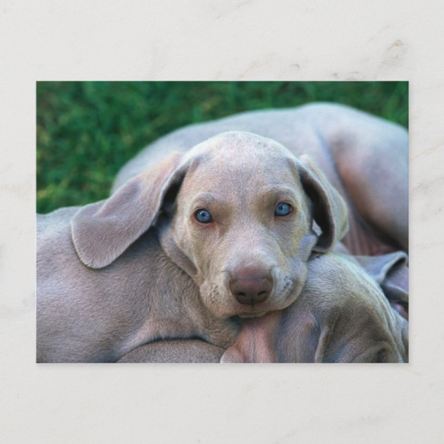 Cartão Postal Canina (Frente)