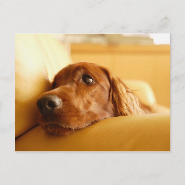 Cartão Postal Canina (Frente)