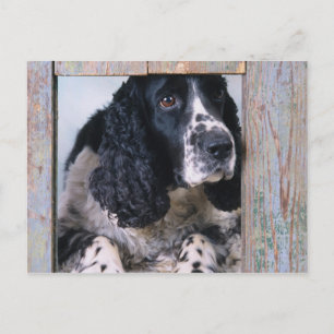 Cartão Postal Canina