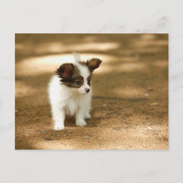 Cartão Postal Canina (Frente)