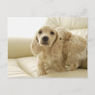 Cartão Postal Canina