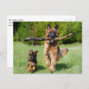 Cartão Postal Canino e German shepherd Fluffy