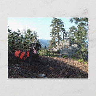 Cartão Postal Caninos da conservação de Haley do cão de