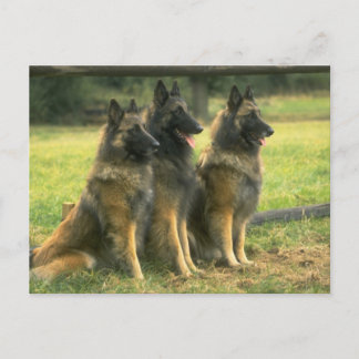 Cartão Postal Caninos german shepherd