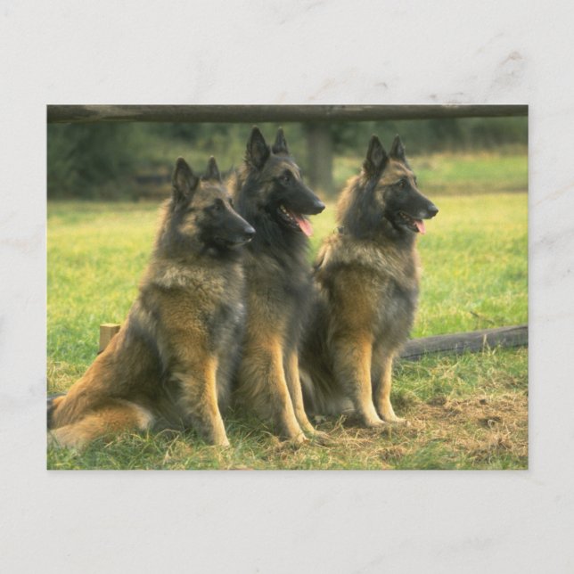 Cartão Postal Caninos german shepherd (Frente)