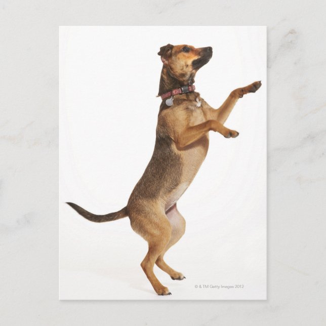 Cartão Postal Canis familiaris 2 (Frente)
