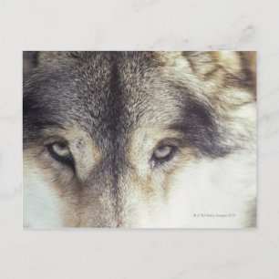 Cartão Postal Canis Lupus