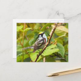 Cartão Postal Canivete de Warbler Lado-Castanho em uma Ramificaç