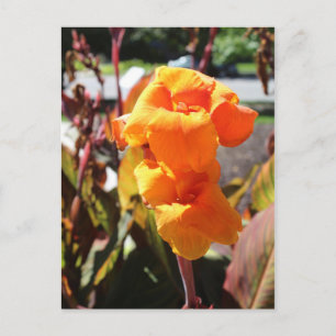 Cartão Postal Canna Lily Flower