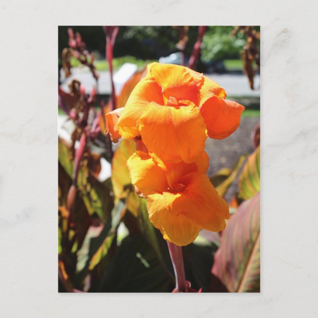 Cartão Postal Canna Lily Flower (Frente)