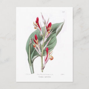 Cartão Postal Canna speciosa