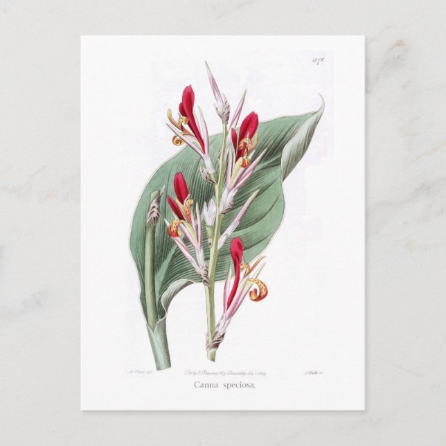 Cartão Postal Canna speciosa (Frente)