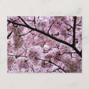 Cartão Postal Canopia de Flor Rosa-Cereja