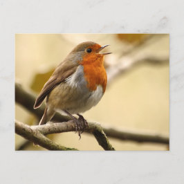 Cartão Postal Cantando Robin