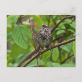 Cartão Postal Cante Um Cartão-Postal