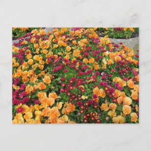 Cartão Postal Canteiro de Flores Laranja e Vermelho