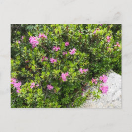 Cartão Postal Canvas de pintura a óleo de rododendron rosa alpin