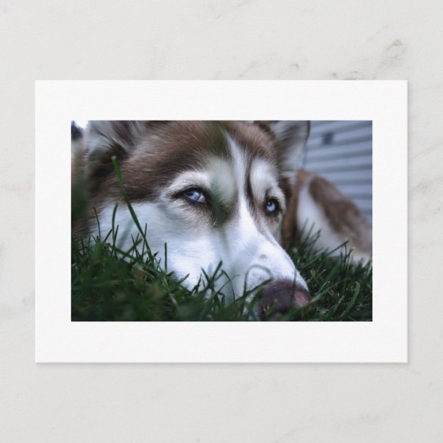 Cartão Postal cão (Frente)