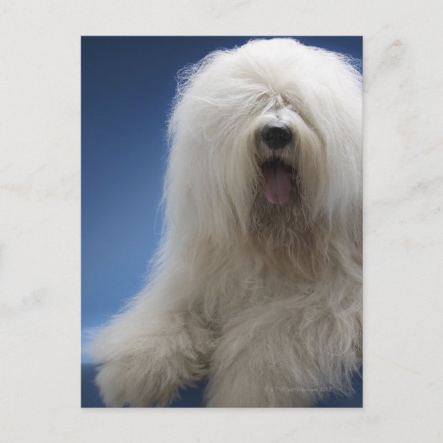 Cartão Postal Cão (Frente)