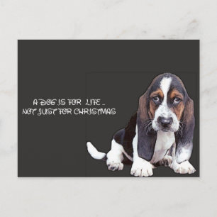 Cartão Postal cão