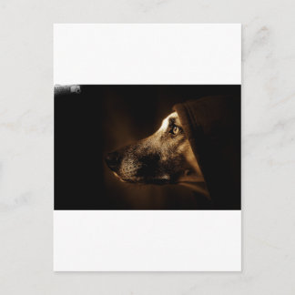 Cartão Postal cão