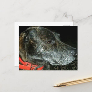 Cartão Postal Cão Adorável