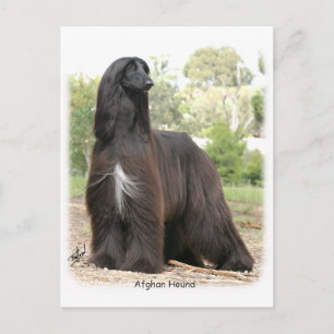 Cartão Postal Cão Afegão 9Y151D-112